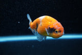 Ranchu  Calico 3 Inch (ID#1129R1c-5) Free2Day SHIPPING