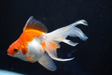 Ryukin Longtail Red White 5 Inch (ID#823Ry7b-8) Free2Day SHIPPING