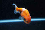 Ranchu  Calico 3 Inch (ID#1129R1c-5) Free2Day SHIPPING