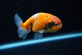 Ranchu  Calico 3 Inch (ID#1129R1c-5) Free2Day SHIPPING