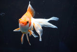 Ryukin Longtail Red White 5 Inch (ID#823Ry7b-8) Free2Day SHIPPING