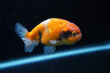 Ranchu  Calico 3 Inch (ID#1129R1c-5) Free2Day SHIPPING