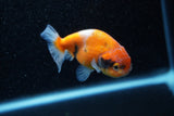 Ranchu  Calico 3 Inch (ID#1129R1c-5) Free2Day SHIPPING