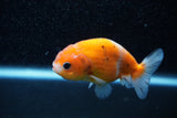 Ranchu  Calico 3 Inch (ID#1129R1c-5) Free2Day SHIPPING