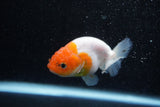 Ranchu  Sakura 3 Inch (ID#1129R1c-6) Free2Day SHIPPING