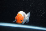 Ranchu  Sakura 3 Inch (ID#1129R1c-6) Free2Day SHIPPING