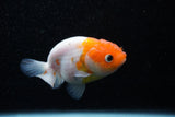 Ranchu  Sakura 3 Inch (ID#1129R1c-6) Free2Day SHIPPING