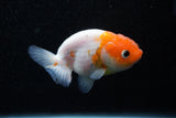 Ranchu  Sakura 3 Inch (ID#1129R1c-6) Free2Day SHIPPING