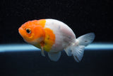 Ranchu  Sakura 3 Inch (ID#1129R1c-6) Free2Day SHIPPING