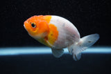 Ranchu  Sakura 3 Inch (ID#1129R1c-6) Free2Day SHIPPING