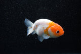 Ranchu  Sakura 3 Inch (ID#1129R1c-6) Free2Day SHIPPING