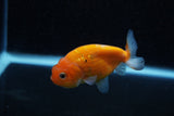 Ranchu  Sakura 3 Inch (ID#1129R1c-7) Free2Day SHIPPING