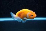 Ranchu  Sakura 3 Inch (ID#1129R1c-7) Free2Day SHIPPING