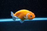 Ranchu  Sakura 3 Inch (ID#1129R1c-7) Free2Day SHIPPING