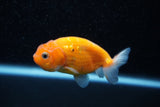 Ranchu  Sakura 3 Inch (ID#1129R1c-7) Free2Day SHIPPING