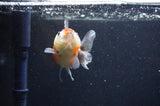 Yuan Bao Oranda  Calico 3.5 Inch (ID#321Yb10b-52) Free2Day SHIPPING