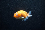 Ranchu  Sakura 3 Inch (ID#1129R1c-7) Free2Day SHIPPING