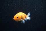 Ranchu  Sakura 3 Inch (ID#1129R1c-7) Free2Day SHIPPING