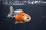 Yuan Bao Oranda  Calico 3.5 Inch (ID#321Yb10b-52) Free2Day SHIPPING