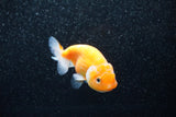 Ranchu  Sakura 3 Inch (ID#1129R1c-7) Free2Day SHIPPING