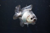 Thai Oranda  Panda 4 Inch (ID#927R12c-103) Free2Day SHIPPING