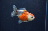 Yuan Bao Oranda  Calico 3.5 Inch (ID#321Yb10b-52) Free2Day SHIPPING