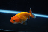 Ranchu  Red White 3 Inch (ID#1129R1c-8) Free2Day SHIPPING