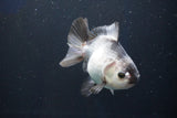 Thai Oranda  Panda 4 Inch (ID#927R12c-103) Free2Day SHIPPING