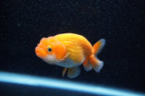 Ranchu  Red White 3 Inch (ID#1129R1c-8) Free2Day SHIPPING