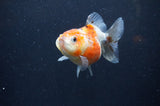 Yuan Bao Oranda  Calico 3.5 Inch (ID#321Yb10b-52) Free2Day SHIPPING