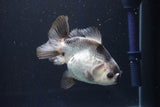 Thai Oranda  Panda 4 Inch (ID#927R12c-103) Free2Day SHIPPING