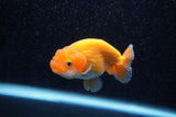 Ranchu  Red White 3 Inch (ID#1129R1c-8) Free2Day SHIPPING