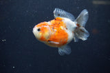 Yuan Bao Oranda  Calico 3.5 Inch (ID#321Yb10b-52) Free2Day SHIPPING