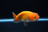 Ranchu  Red White 3 Inch (ID#1129R1c-8) Free2Day SHIPPING