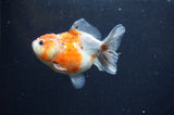 Yuan Bao Oranda  Calico 3.5 Inch (ID#321Yb10b-52) Free2Day SHIPPING