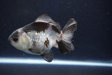 Thai Oranda  Panda 4 Inch (ID#927R12c-103) Free2Day SHIPPING