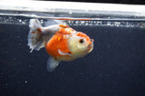 Yuan Bao Oranda  Calico 3.5 Inch (ID#321Yb10b-52) Free2Day SHIPPING