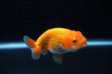 Ranchu  Red White 3 Inch (ID#1129R1c-8) Free2Day SHIPPING