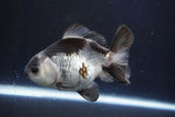 Thai Oranda  Panda 4 Inch (ID#927R12c-103) Free2Day SHIPPING