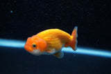 Ranchu  Red White 3 Inch (ID#1129R1c-8) Free2Day SHIPPING