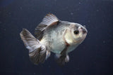 Thai Oranda  Panda 4 Inch (ID#927R12c-103) Free2Day SHIPPING