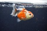 Yuan Bao Oranda  Calico 3.5 Inch (ID#321Yb10b-52) Free2Day SHIPPING