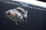 Thai Oranda  Panda 4 Inch (ID#927R12c-103) Free2Day SHIPPING