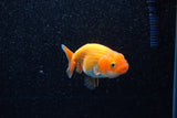 Ranchu  Red White 3 Inch (ID#1129R1c-8) Free2Day SHIPPING