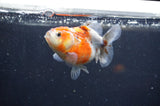 Yuan Bao Oranda  Calico 3.5 Inch (ID#321Yb10b-52) Free2Day SHIPPING