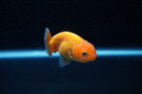 Ranchu  Red White 2.5 Inch (ID#1129R1c-9) Free2Day SHIPPING