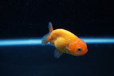 Ranchu  Red White 2.5 Inch (ID#1129R1c-9) Free2Day SHIPPING