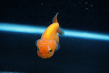 Ranchu  Red White 2.5 Inch (ID#1129R1c-9) Free2Day SHIPPING