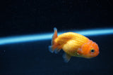 Ranchu  Red White 2.5 Inch (ID#1129R1c-9) Free2Day SHIPPING