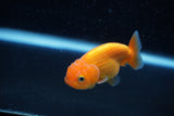 Ranchu  Red White 2.5 Inch (ID#1129R1c-9) Free2Day SHIPPING